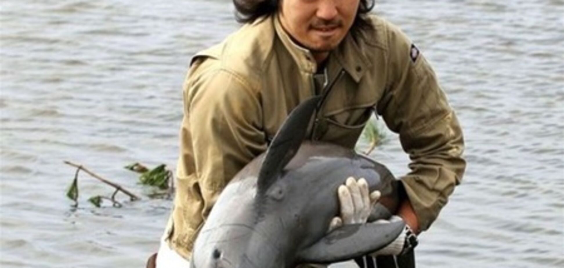 Японец спас дельфиненка, вынесенного цунами на рисовое поле