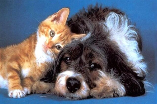 Захистіть своїх вихованців від зайвої ваги і любовної лихоманки