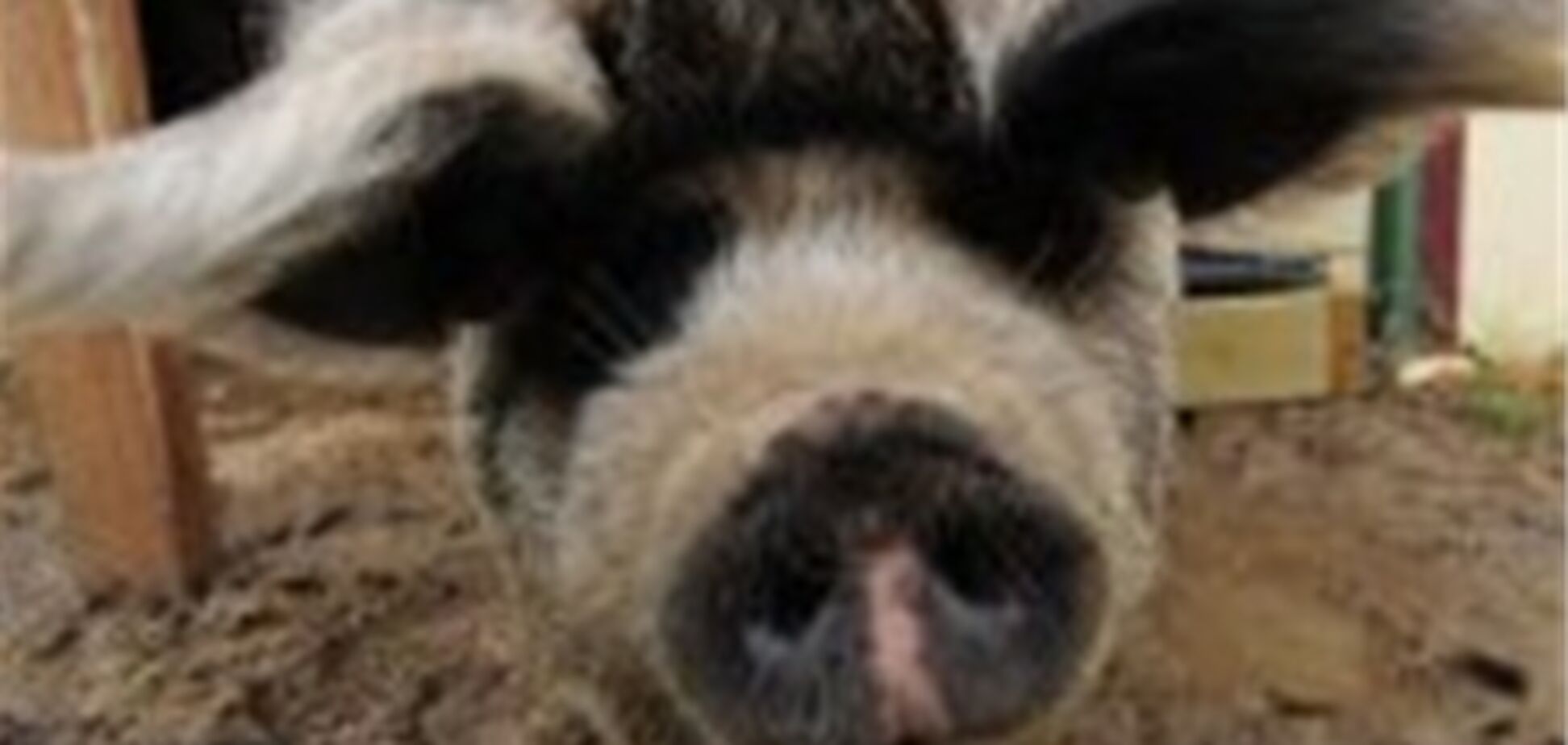 Австралійському поросяті зробили пластичну операцію на морді