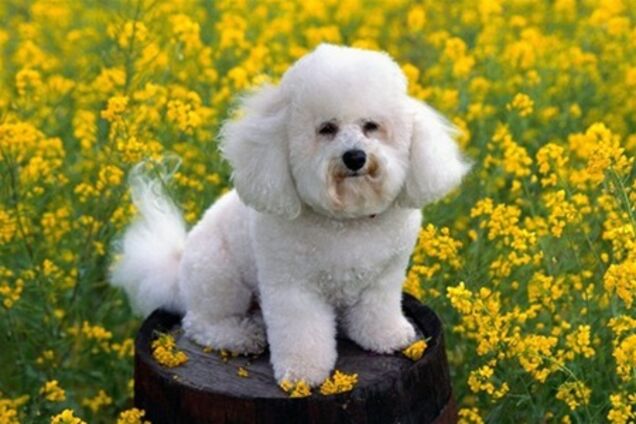 За выгуливание собак в парке киевляне будут платить штраф