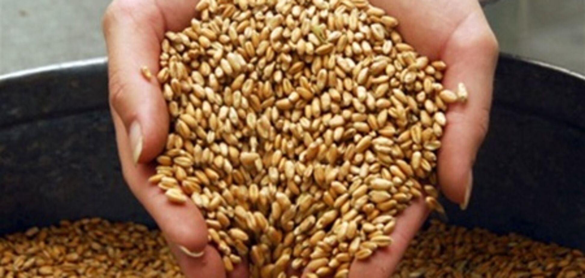 Аграрии прогнозируют 37 тонн урожая зерна