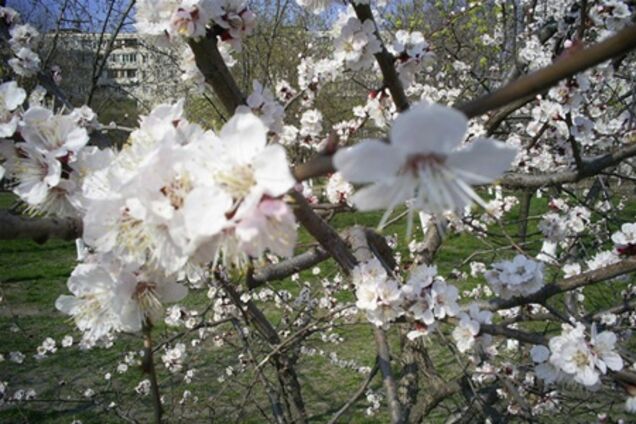 Кульбида: весна придет в начале апреля