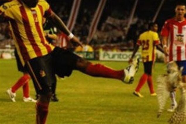 Сове, убитой панамским футболистом, воздвигли памятник