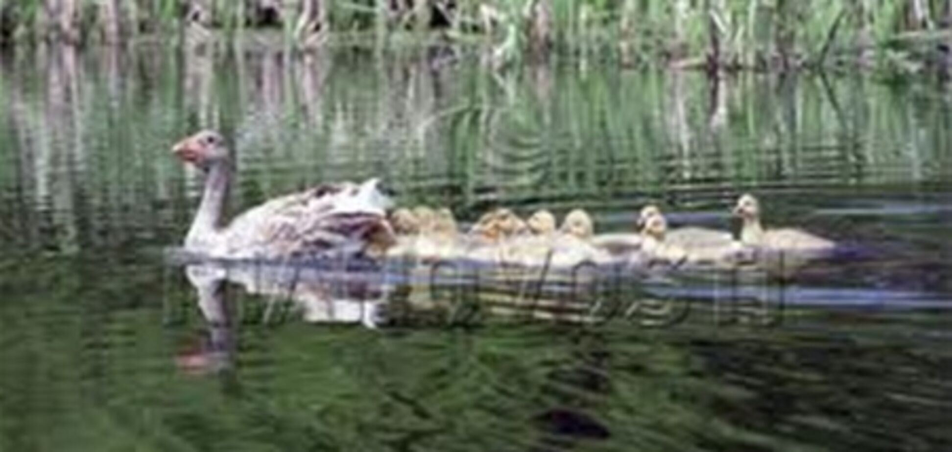 LIVE. Необычный гусиный эскорт для кормильщика гусей. Видео