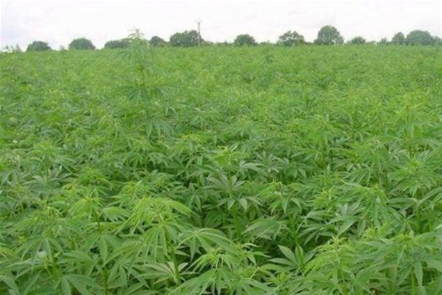 Уряд скорочує посіви конопель