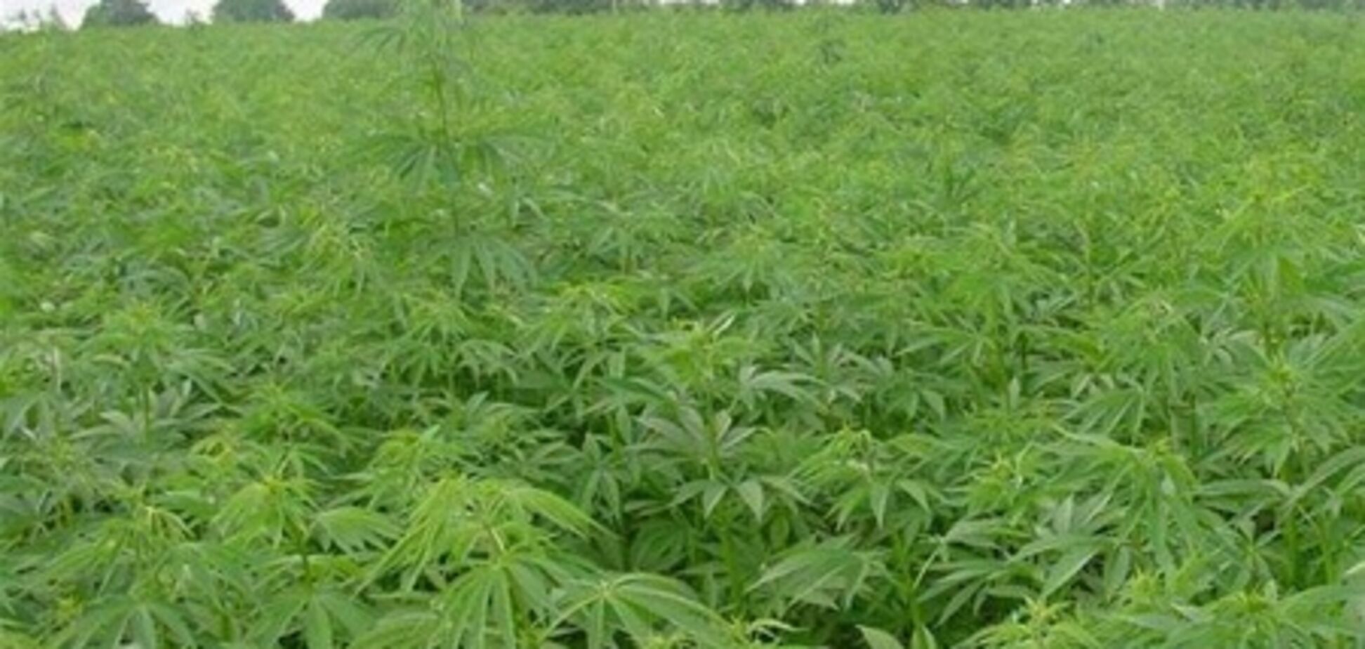 Уряд скорочує посіви конопель