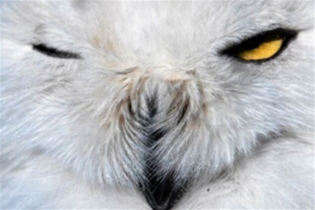 Ці цікаві тварини