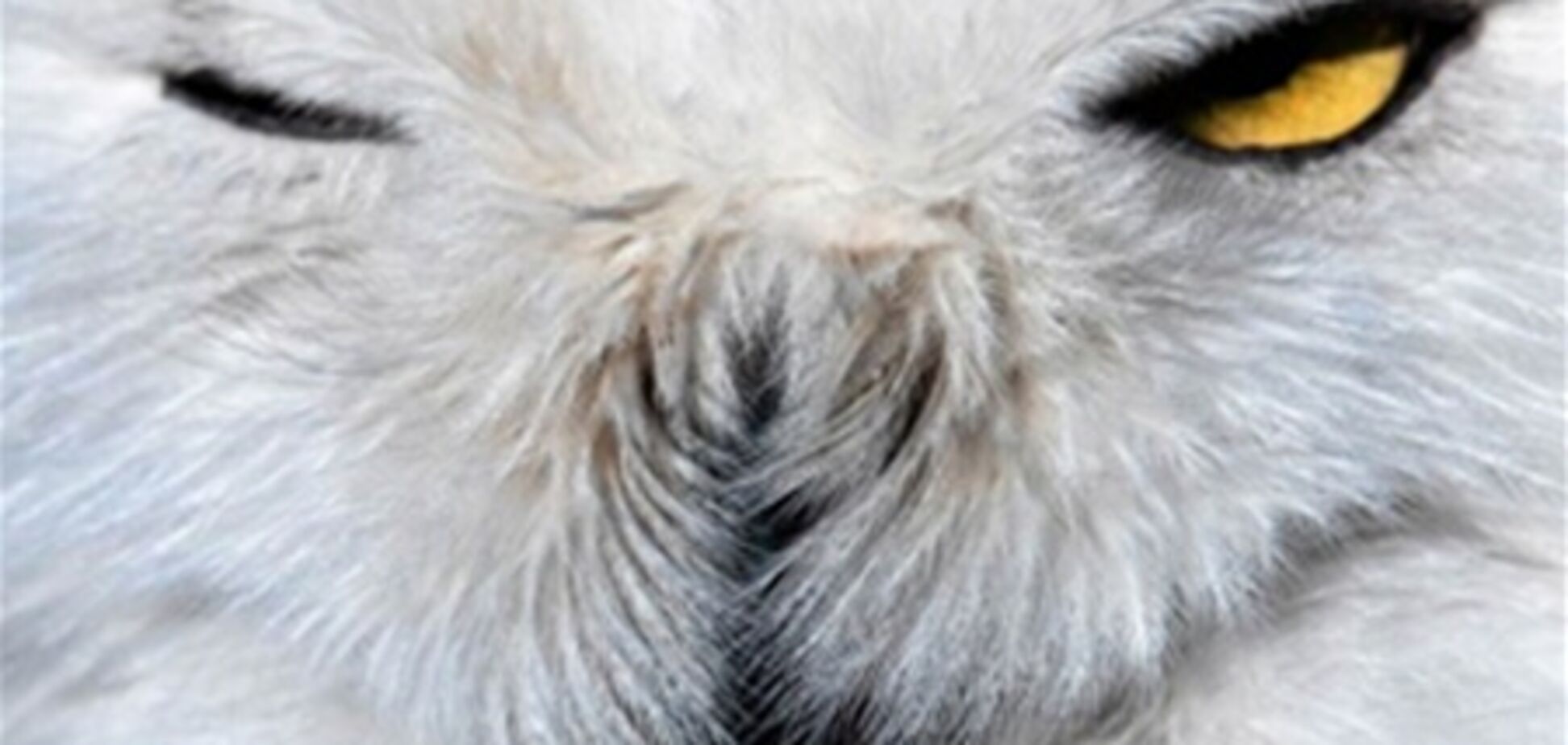 Ці цікаві тварини