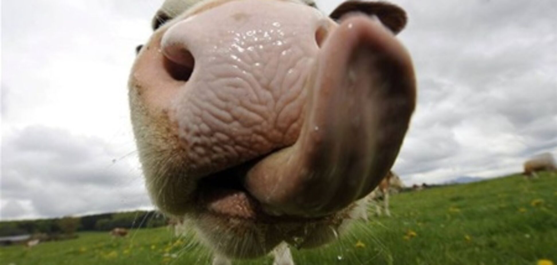 Корова сжевала 2 тыс долларов, 'заработанные' горе-грабителями