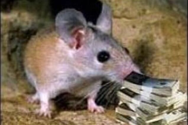 Луцькі миші розбагатіли, поселившись у банкоматі