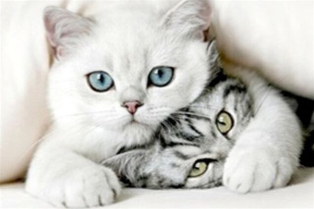 ТОП-10 самых умных представителей фауны