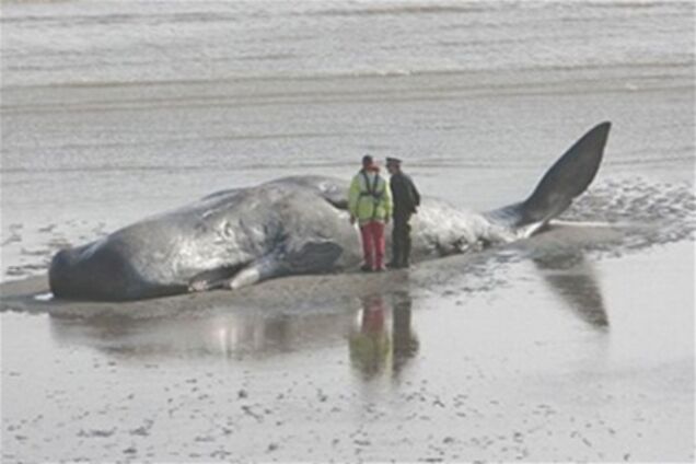 Сумний кінець морського гіганта