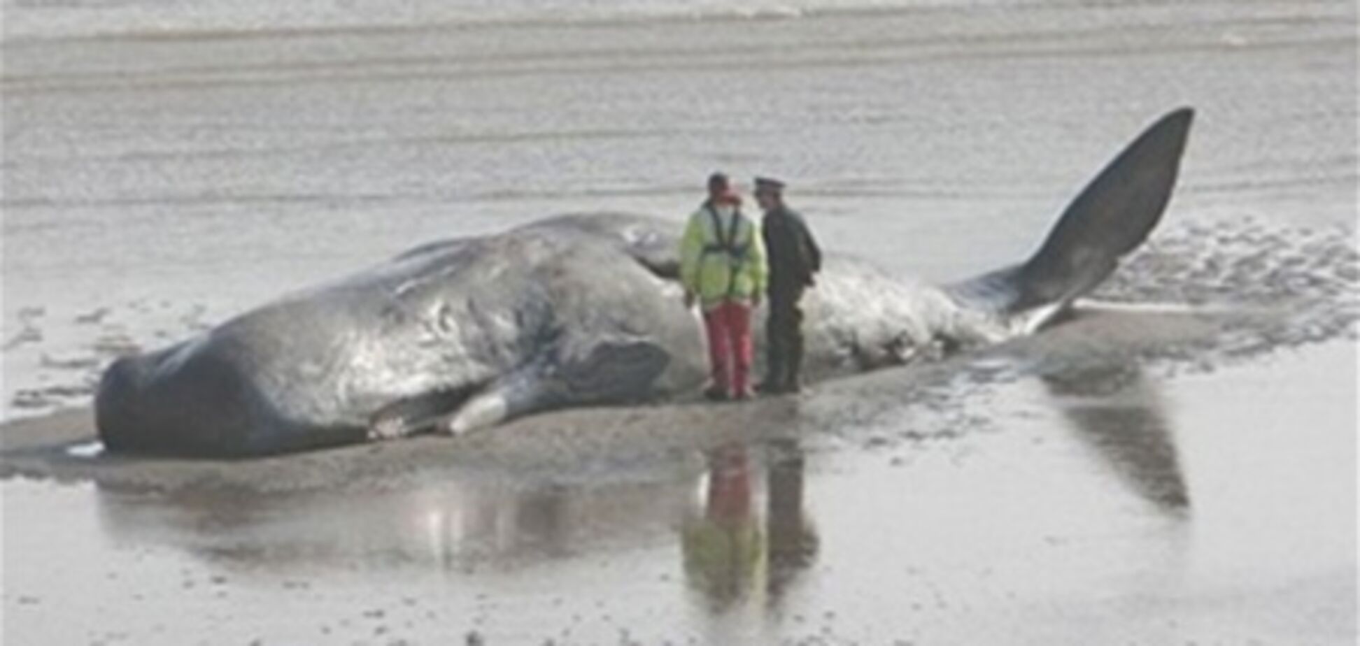 Сумний кінець морського гіганта