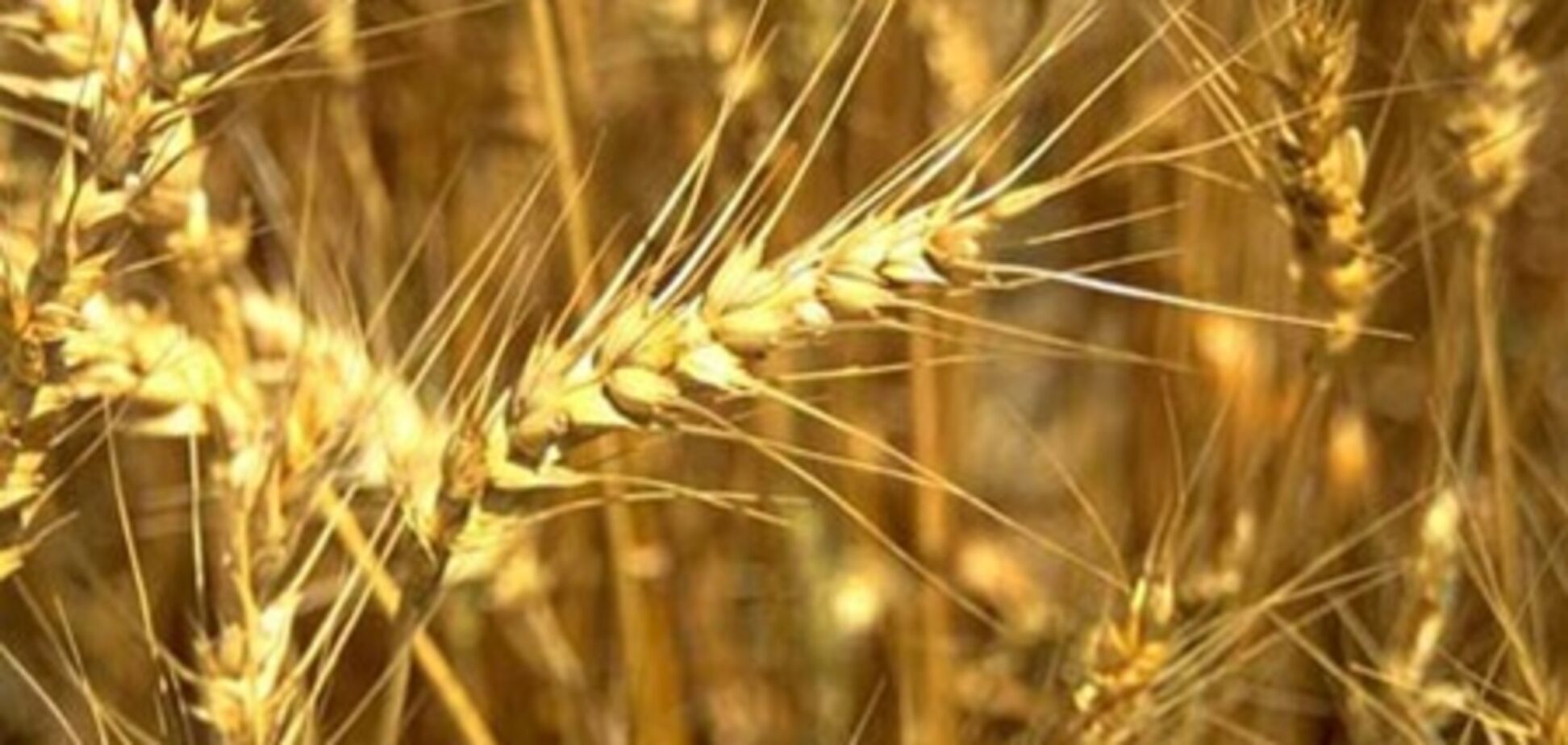 Государство намерено стать совладельцем крупнейшего зернотрейдера страны