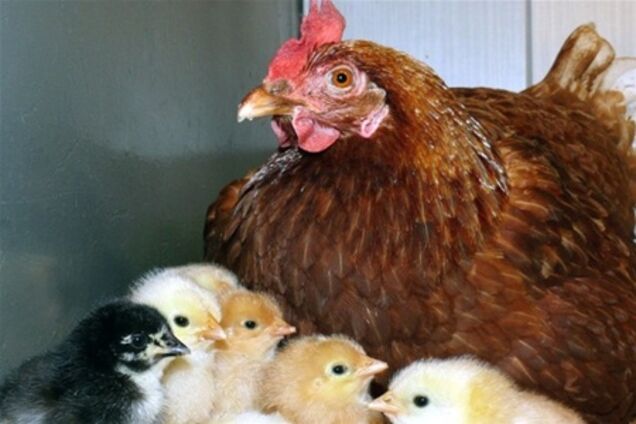 Пташиний грип: у Японії знищать 33 тисячі курей
