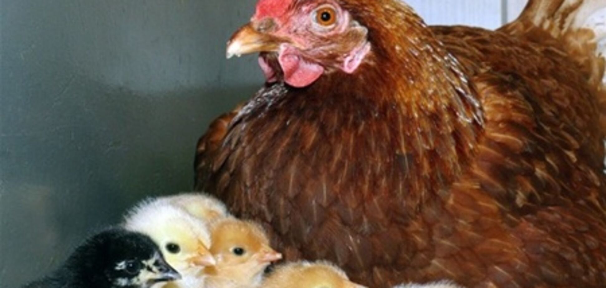 Пташиний грип: у Японії знищать 33 тисячі курей