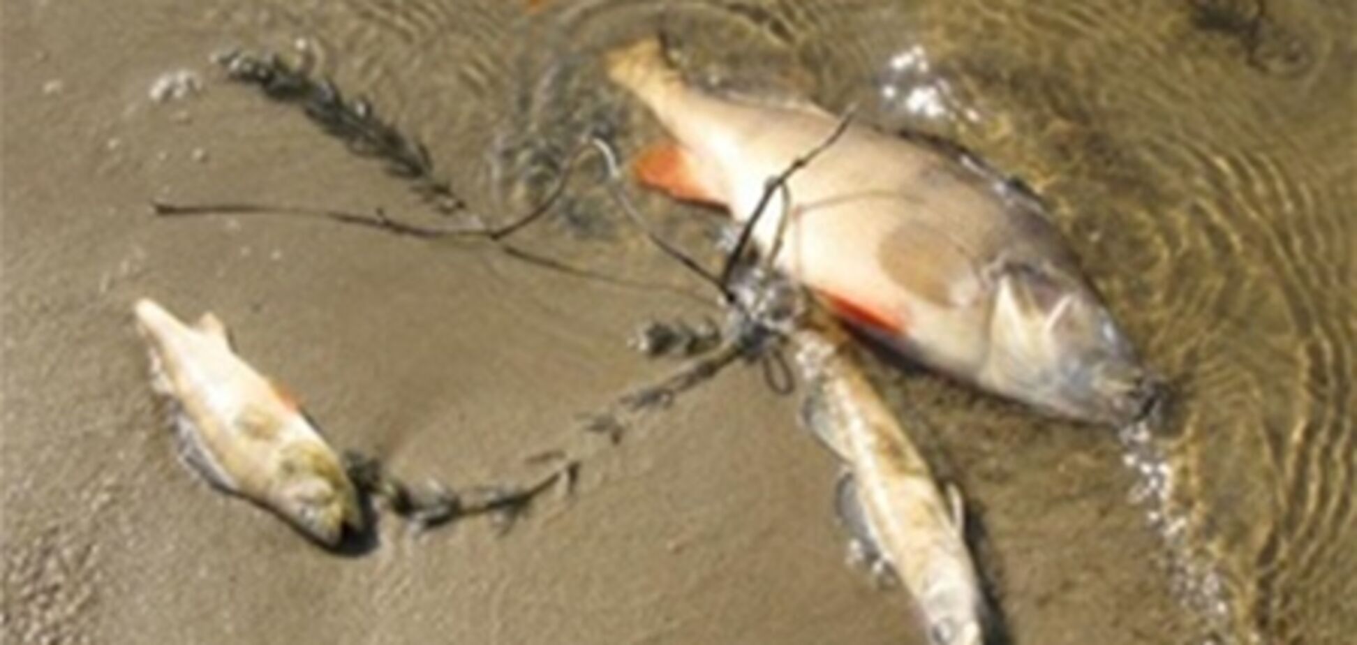 Во вторник утром американцы увидели из окна миллион... дохлых рыб