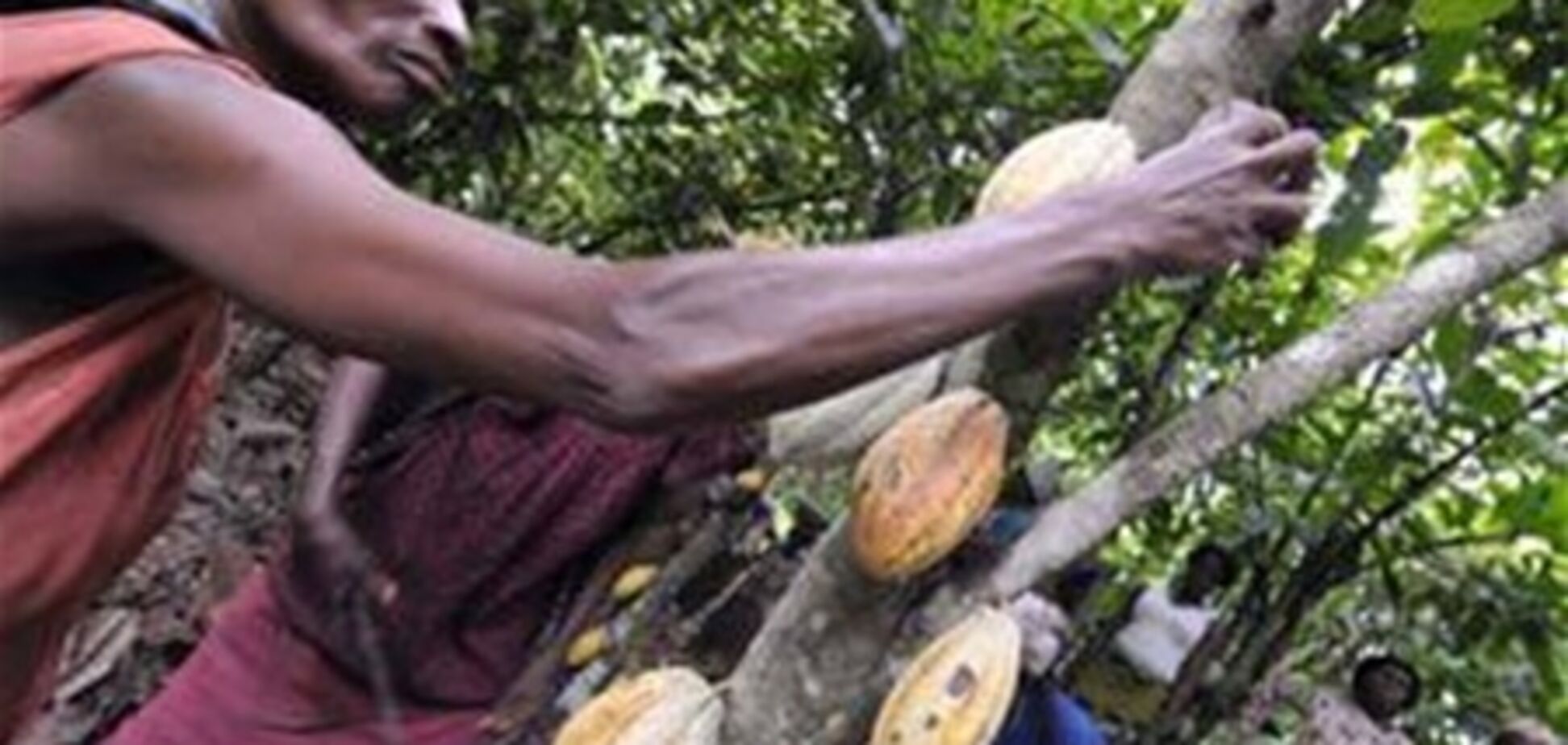 Невизнаний президент Кот-д'Івуару націоналізує какао