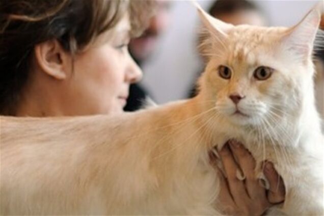 Міжнародна виставка котів 'Кетсбург 2011'