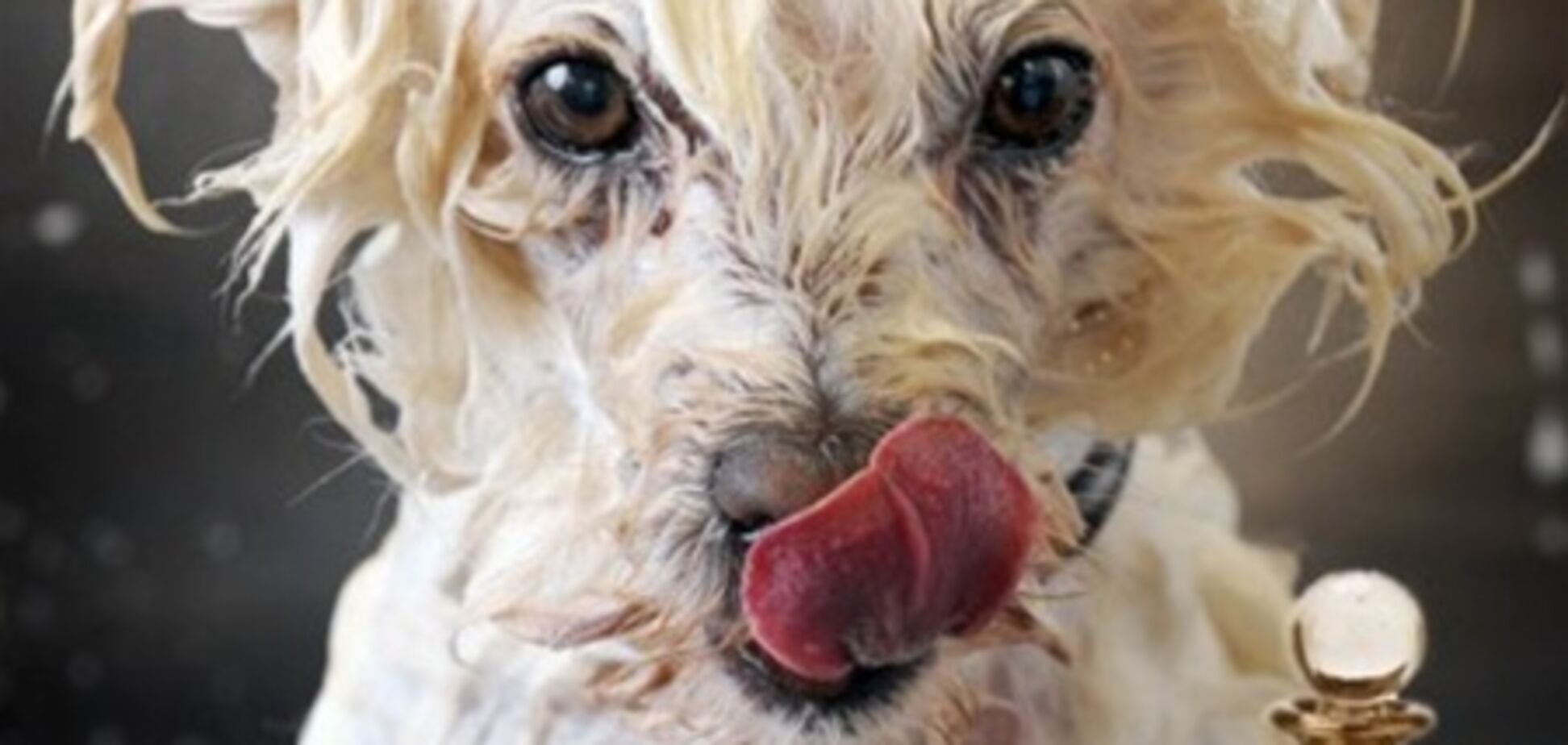 В Британии духи с запахом мокрой собаки бьют рекорды продаж. Фото