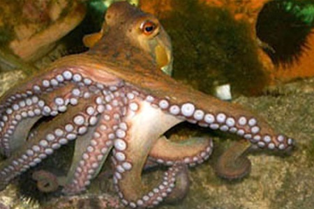 На завтра восьминіг Павлик напророкував перемогу 'Шахтарю'