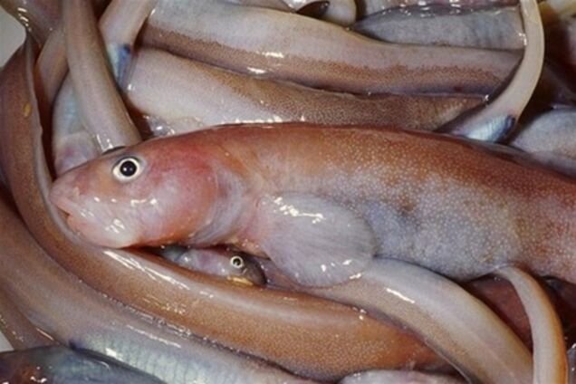 СБУ поймала на крупных взятках нескольких чиновников из Госкомитета ветеринарной медицины