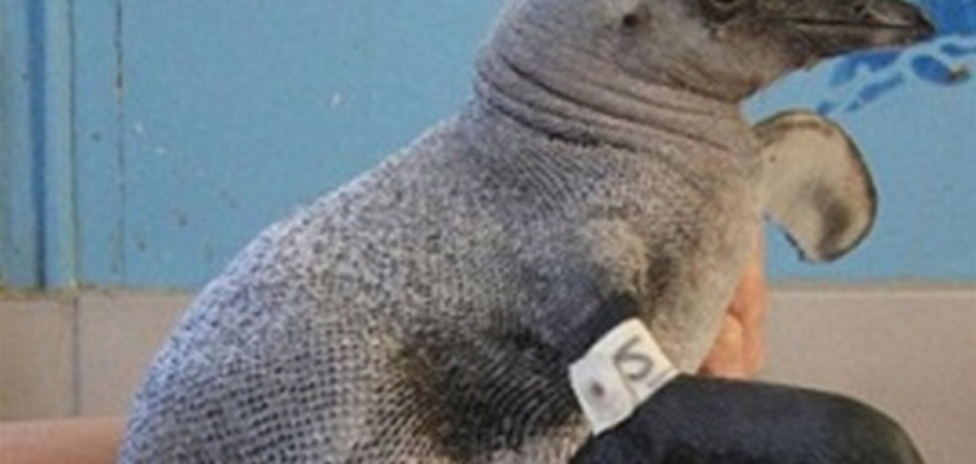 Лысые пингвины шокировали ученых