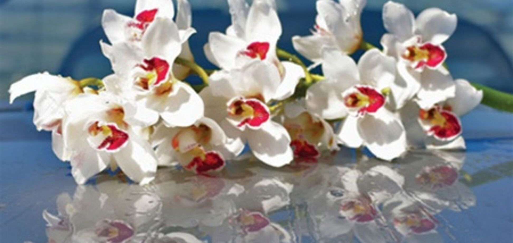 Орхідеї пробуджують щирість. Дивимося і стаємо краще! Фото