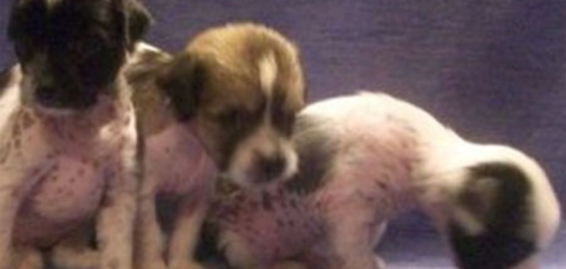 Захисники тварин блокували поблизу Пекіна фуру з 500 собаками