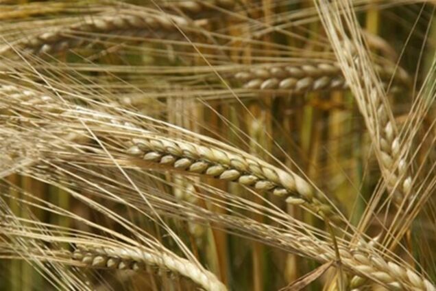 На кукурузу, ячмень и пшеницу могут ввести экспортные пошлины 