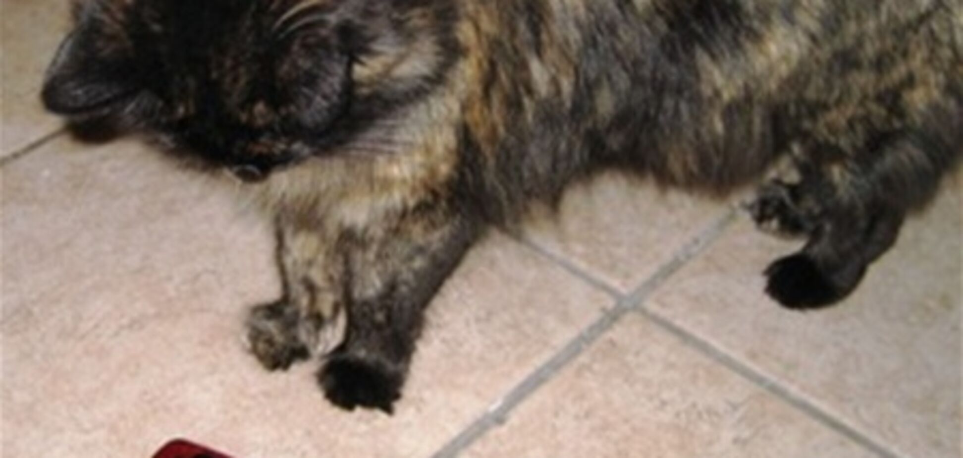 Незвичайний тюремний кур'єр: кіт проніс ув'язненому макарони і мобілку