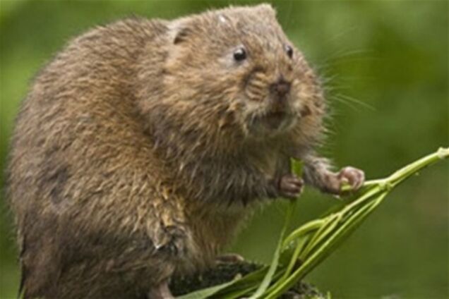 Дивовижні знімки водяних полівок