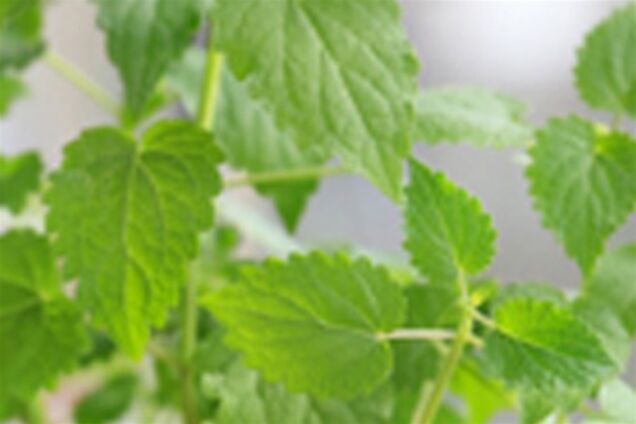 Мята спасает кишечник!