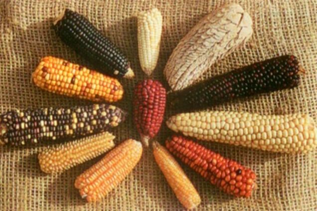 Квоты на экспорт кукурузы скоро отменят