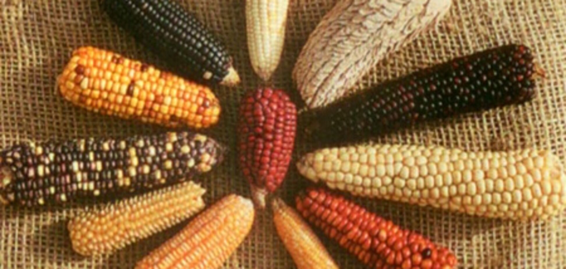 Квоты на экспорт кукурузы скоро отменят