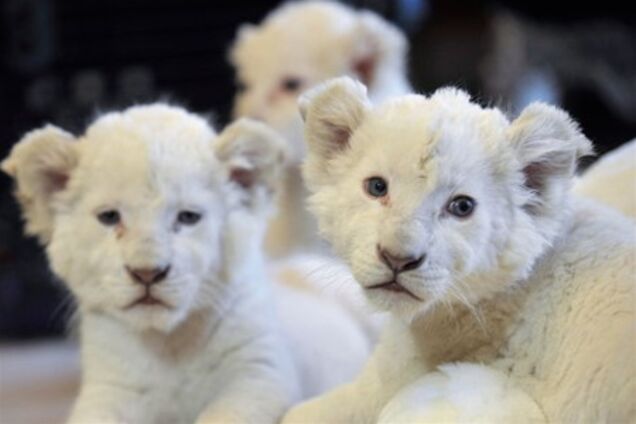 'Королева левів' виростила у своєму будинку близько 50 тварин