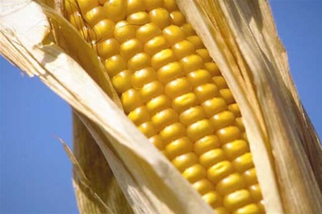 Кабмін відмінив квоти на експорт кукурудзи