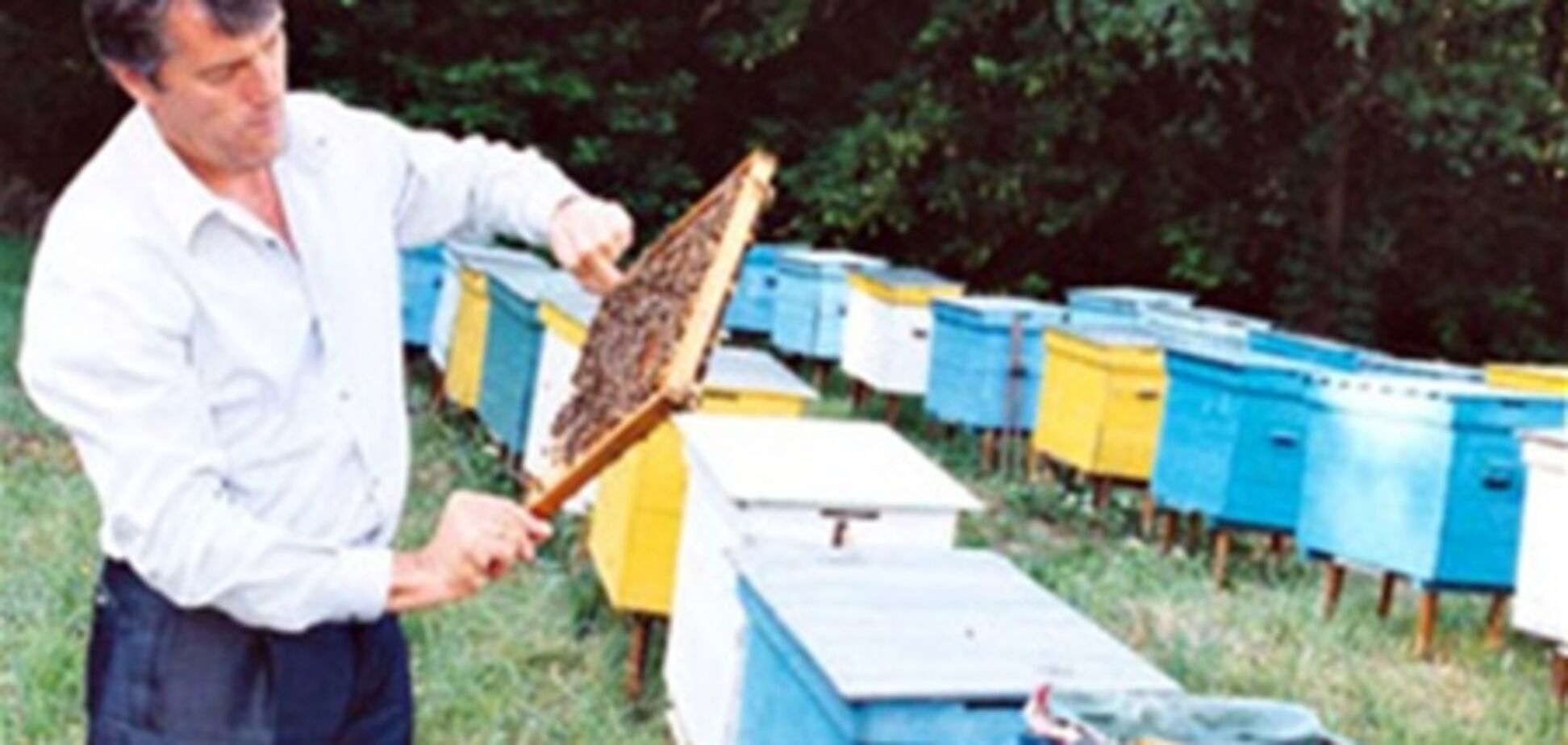 Ющенко хочет, чтобы Янукович помог ему организовать конгресс пчеловодов