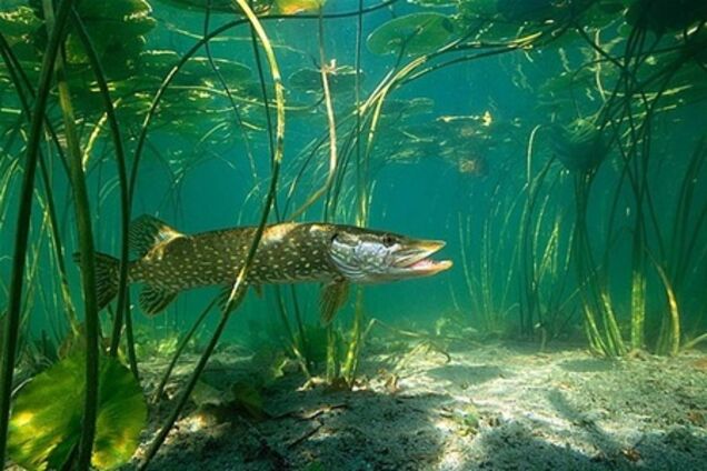 В Днепре возникла возможность осушения нерестилищ и гибель икры