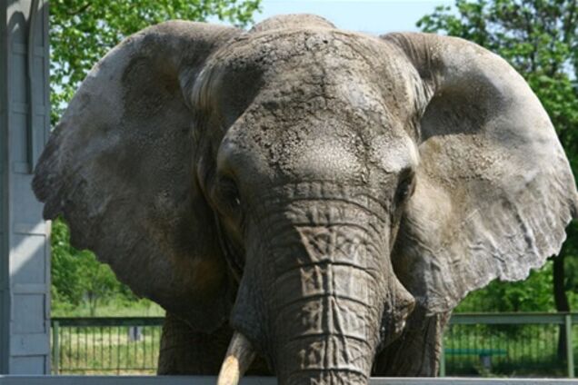 Киевский зоопарк купит двоих слонов