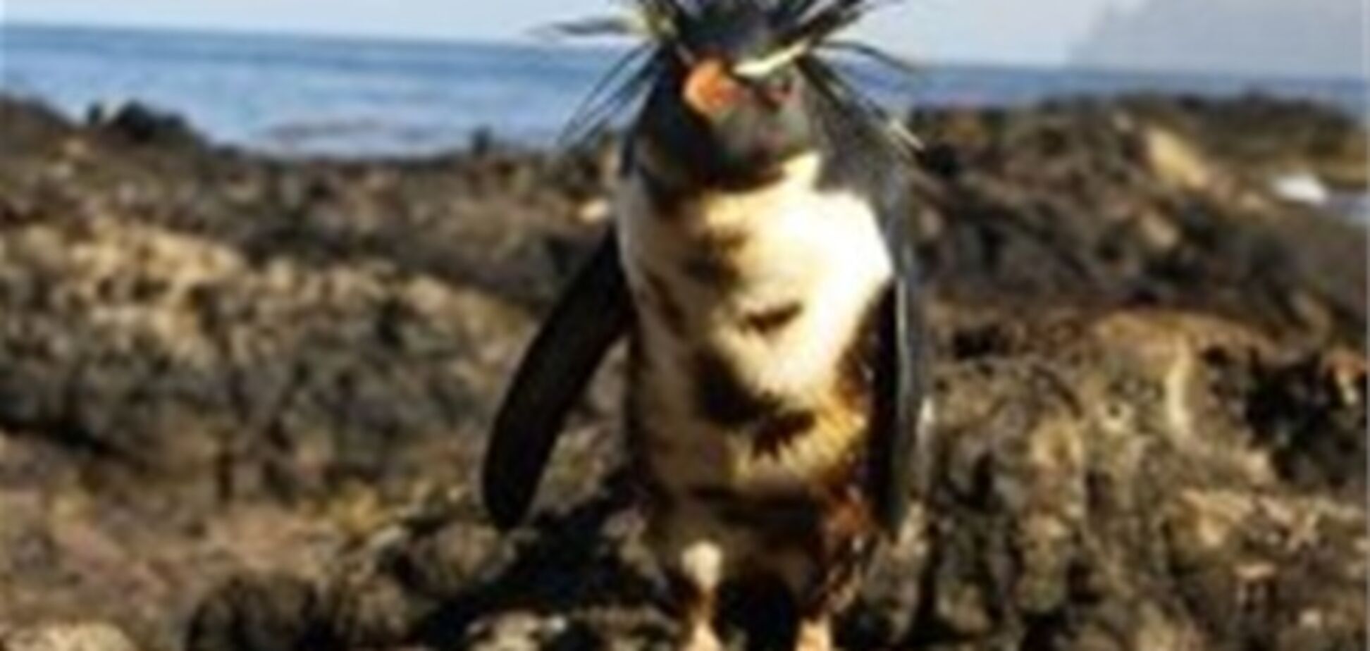 150 тис. пінгвінів негайно потребують їжі та медичної допомоги