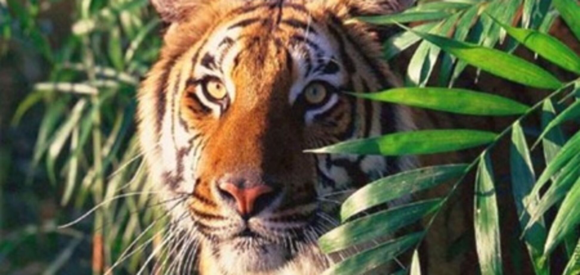 Директора зоопарку засудили за продаж трупів