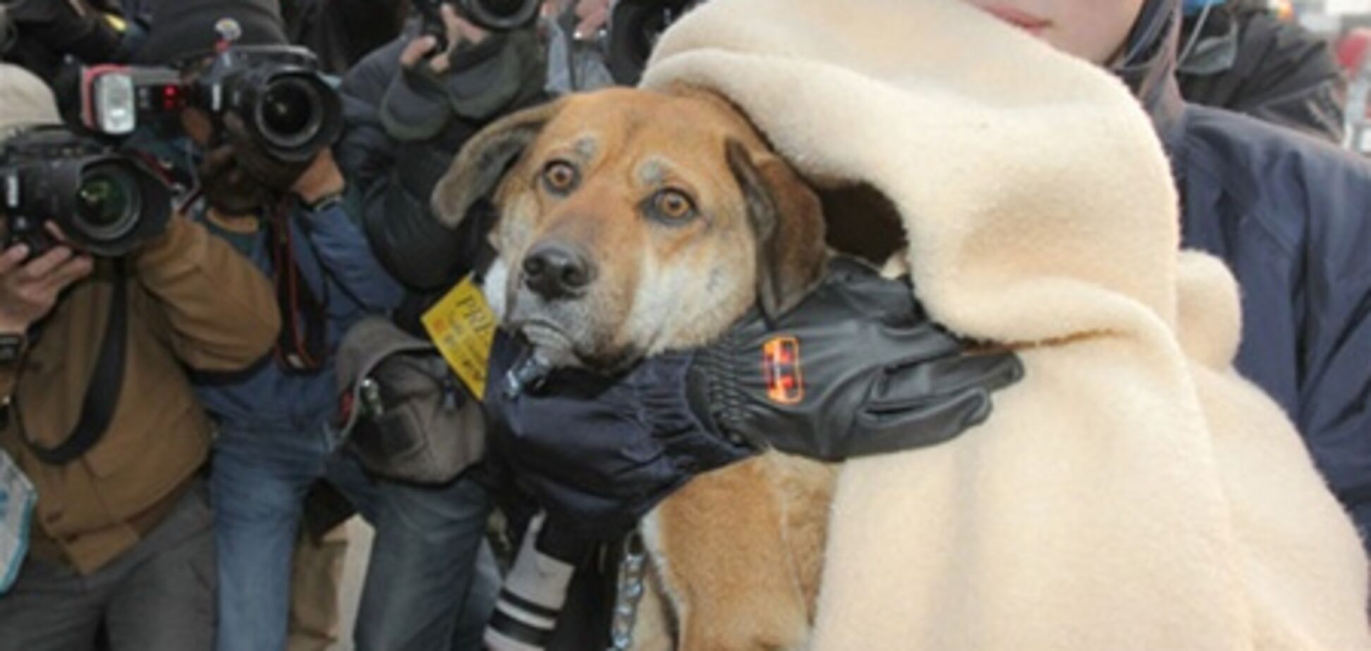 Собака, пережившая землетрясение в Японии, вернулась к своему хозяину