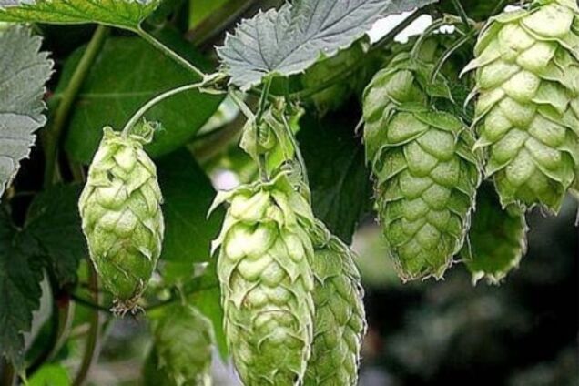 Хміль омолоджує організм