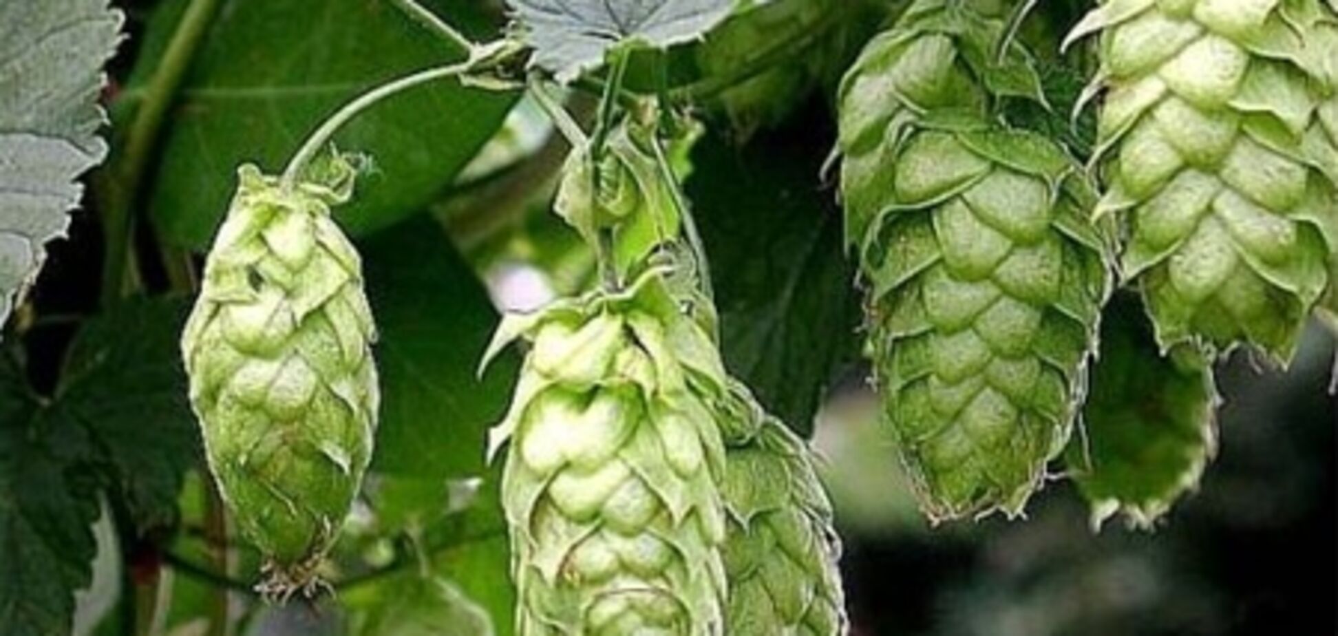 Хміль омолоджує організм