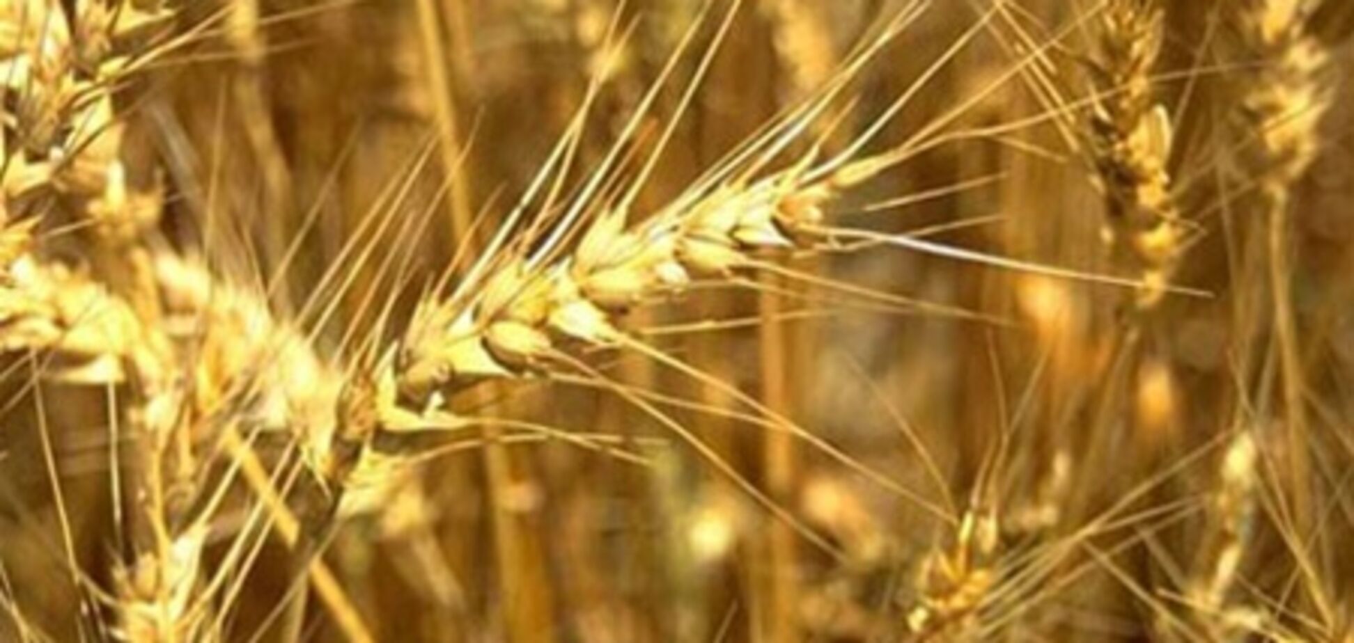 Синоптики нагадали Украине нешуточный урожай