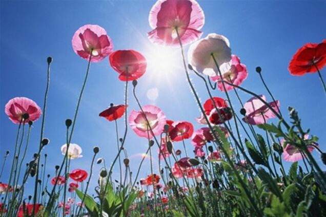 В Гидрометцентре рассказали, какой погоды ждать летом