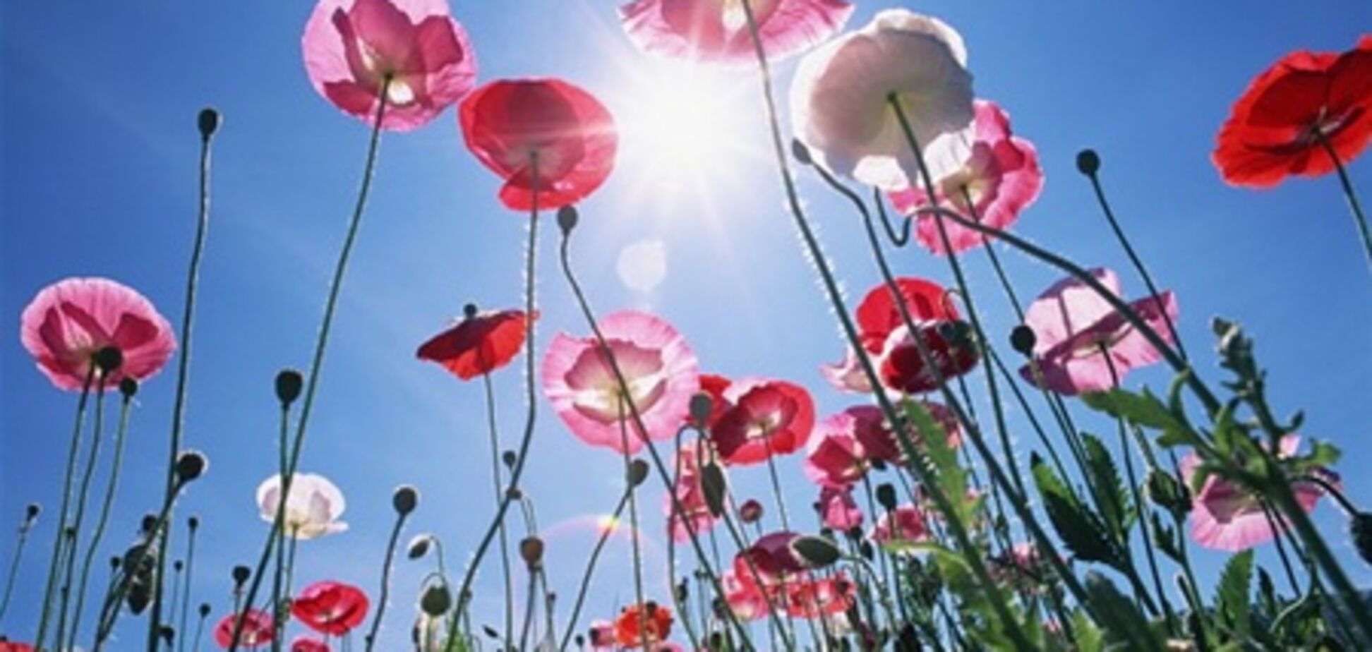 В Гидрометцентре рассказали, какой погоды ждать летом