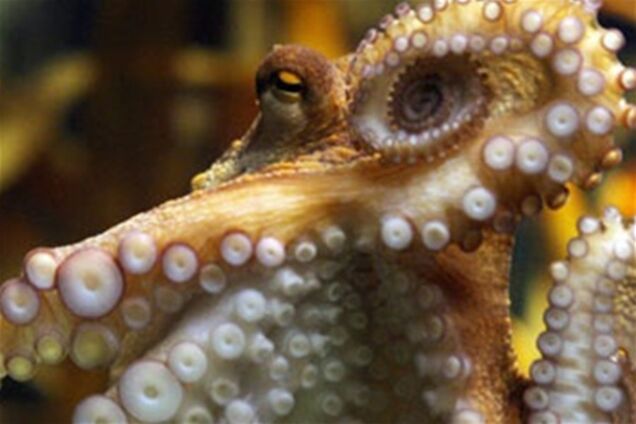 Украинский осьминог дал прогноз на матч 'Барселона' - 'Шахтер'