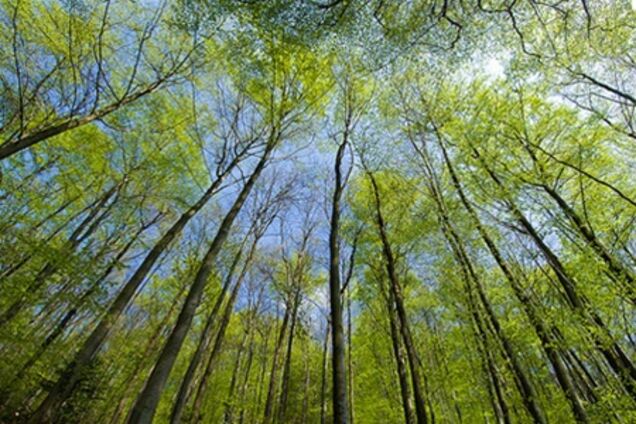 На Киевщине запретили ходить в лес